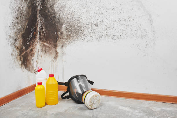 Best Mold Remediation for Schools in Newark, TX