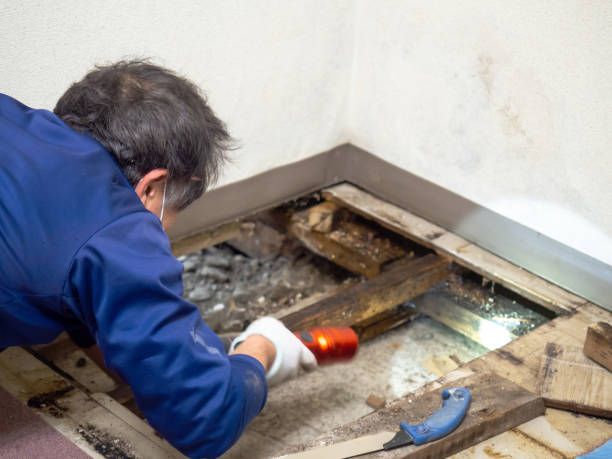 Newark, TX Mold Remediation Company