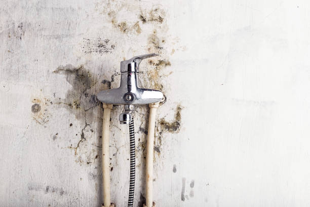 Best White Mold Remediation in Newark, TX