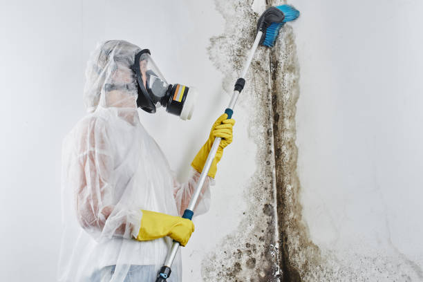 Best Basement Mold Remediation in Newark, TX