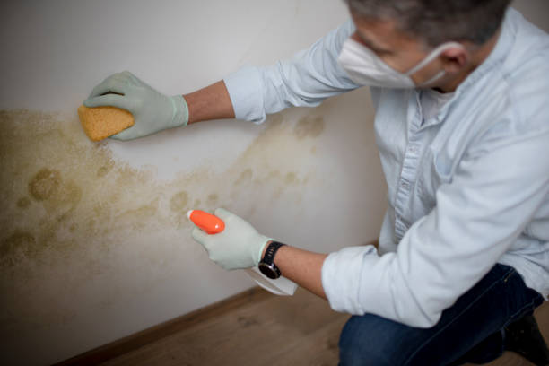 Best Mold Testing and Inspection Services in Newark, TX