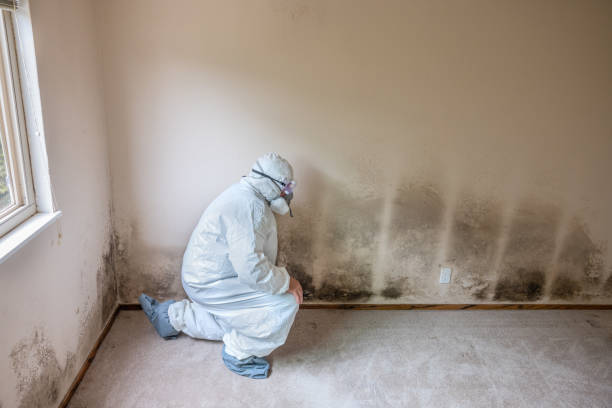 Best Black Mold Remediation in Newark, TX