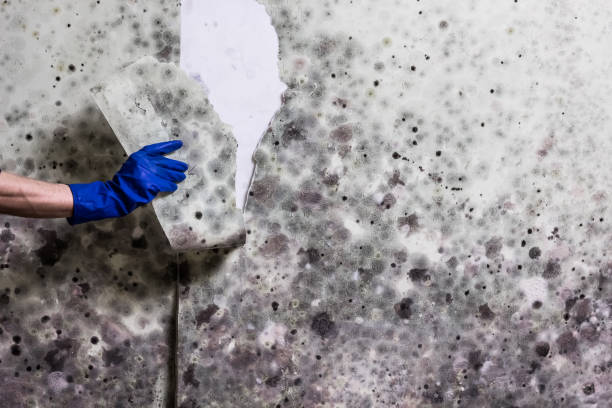 Best Bathroom Mold Remediation in Newark, TX